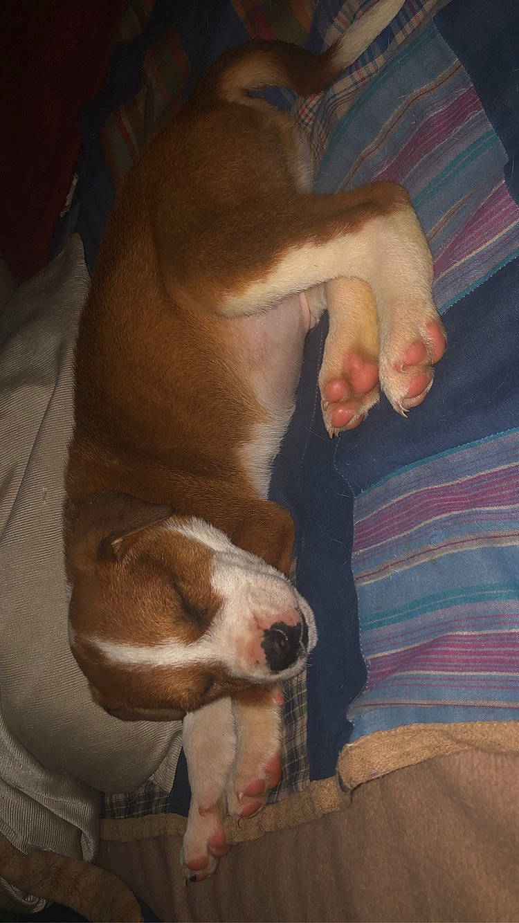 Percy joined the competition — help win amazing prizes! canidae, carnivore, comfort, companion_dog, dog, dog_breed, ear, fawn, fur, gesture, human_leg, nail, nap, non_sporting_group, paw, snout, sporting_group, tail, whiskers, working_animal