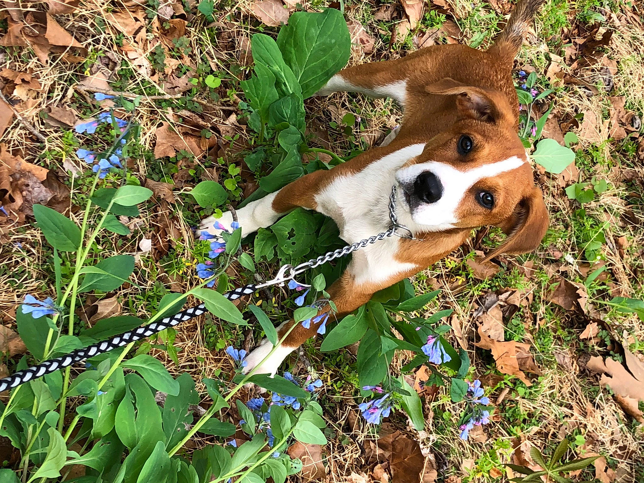 Percy joined the competition — help win amazing prizes! canidae, carnivore, companion_dog, dog_breed, fawn, fur, grass, groundcover, jungle, leaf, natural_landscape, organism, people_in_nature, plant, red_panda, shrub, terrestrial_animal, wildlife, wood, working_animal