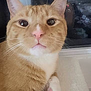 Pumpkin joined the competition — help win amazing prizes! cat, orange_tabby, white_markings, close_up, paw, pink_nose, whiskers, indoor, pet, feline, curious, soft_surface, resting, animal, cute, domestic, tabby, fur, face, ears