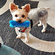 Maximus joined the competition — help win amazing prizes! dog, toy, blue_toy, bone_shaped_toy, carpet, small_dog, indoor, pet, animal, playful, standing, ears_up, looking_up, fur, harness, leash, floor, cute, domestic_animal, alert