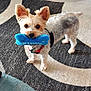 dog, toy, blue_toy, bone_shaped_toy, carpet, small_dog, indoor, pet, animal, playful, standing, ears_up, looking_up, fur, harness, leash, floor, cute, domestic_animal, alert
