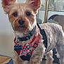 Maximus is registered to the contest to win money with this photo: dog, small_dog, pet, harness, bow_tie, table, indoor, furniture, glass_cabinet, decor, ornaments, cup, alert, fur, ears, collar, close_up, standing, household, animal