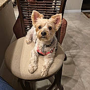 Max joined the competition — help win amazing prizes! dog, small_dog, indoor, chair, cushion, floor, tile_floor, wooden_chair, pet, cute, fur, ears, harness, looking, animal, domestic_animal, canine, sitting, relaxed, person_legs