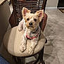 animal, canine, chair, cushion, cute, dog, domestic_animal, ears, floor, fur, harness, indoor, looking, person_legs, pet, relaxed, sitting, small_dog, tile_floor, wooden_chair