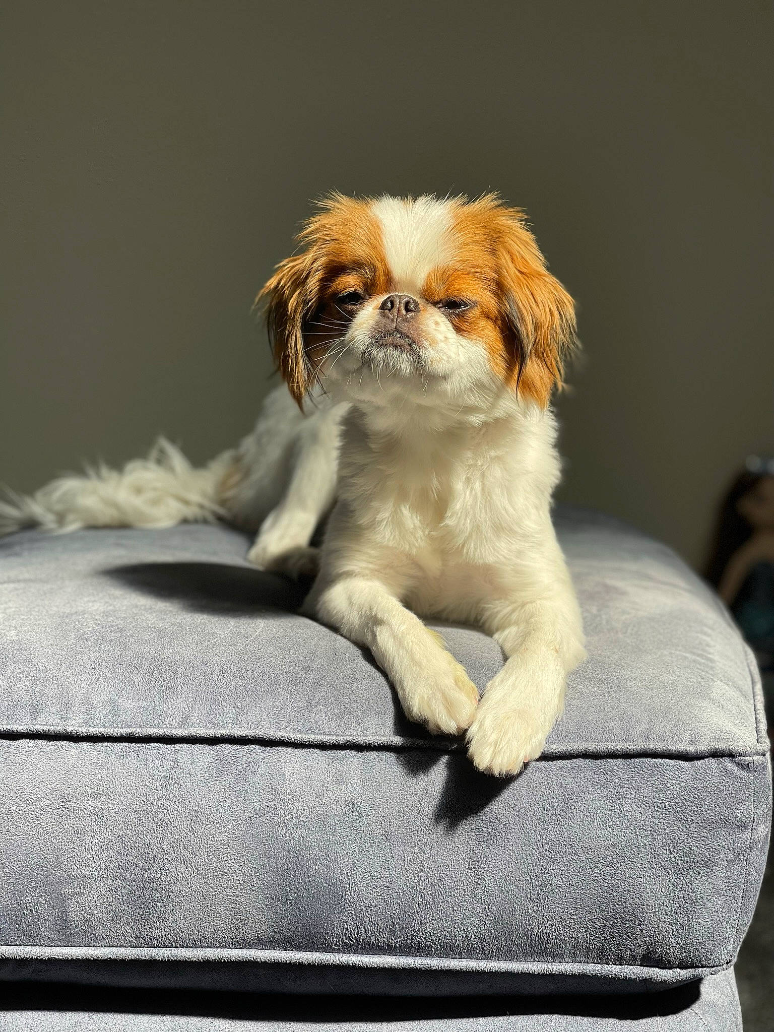Gizmo is registered to the contest to win money with this photo: canidae, carnivore, comfort, companion_dog, dog, dog_breed, dog_supply, fawn, fur, japanese_chin, liver, non_sporting_group, sitting, snout, sporting_group, tail, terrestrial_animal, toy_dog