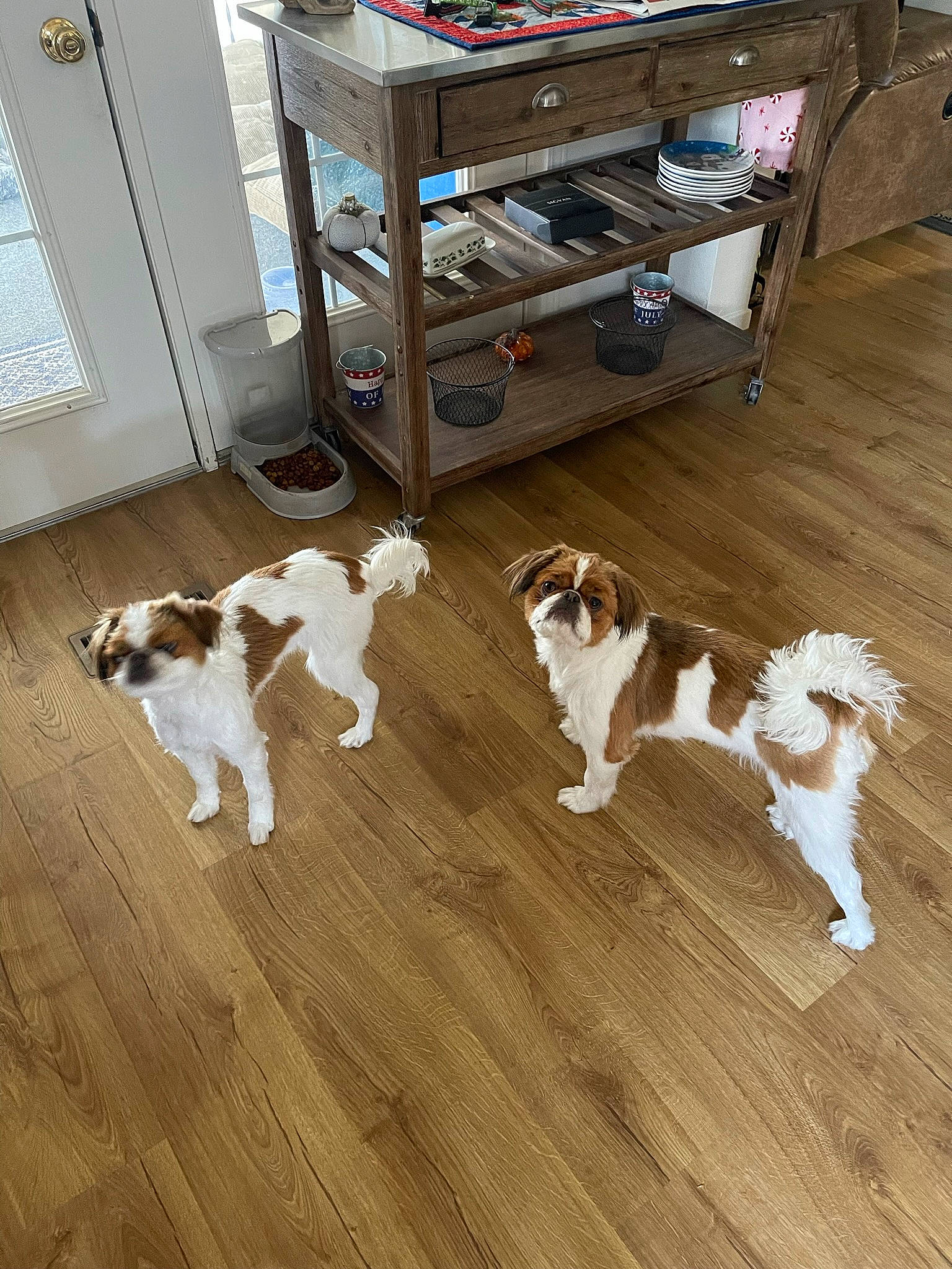 Gizmo joined the competition — help win amazing prizes! brown, canidae, carnivore, companion_dog, dog, dog_breed, door, fawn, floor, flooring, hardwood, laminate_flooring, pattern, plywood, porch, shelf, tail, wood, wood_flooring, wood_stain