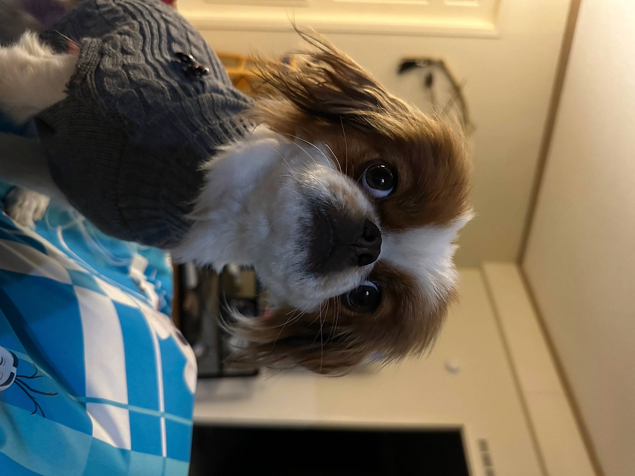 Gizmo joined the competition — help win amazing prizes! canidae, carnivore, companion_dog, dog_breed, fawn, feather, felidae, fur, liver, pet_supply, small_terrier, small_to_medium_sized_cats, sporting_group, tail, terrier, toy_dog, vertebrate, whiskers, wing, working_animal