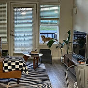 Verstappen joined the competition — help win amazing prizes! blanket, books, chair, couch, decor, dog, door, flooring, furniture, indoor, living_room, natural_light, plant, reflection, rug, table, television, window_blinds, windowsill, wood_floor