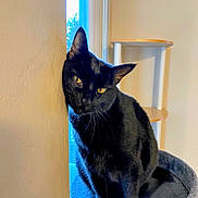 Remi joined the competition — help win amazing prizes! black_cat, cat, indoor, cat_tree, window, yellow_eyes, feline, pet, animal, cozy, sitting, curious, fur, whiskers, minimalist, shelf, wall, houseplant, daylight, domestic