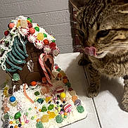 Lilly is registered to the contest to win money with this photo: candy, cat, closeup, colorful, curious, decorations, feline, festive, food, gingerbread_house, gumdrops, holiday, icing, indoor, peppermint, pet, playful, sweet, tabby_cat, table