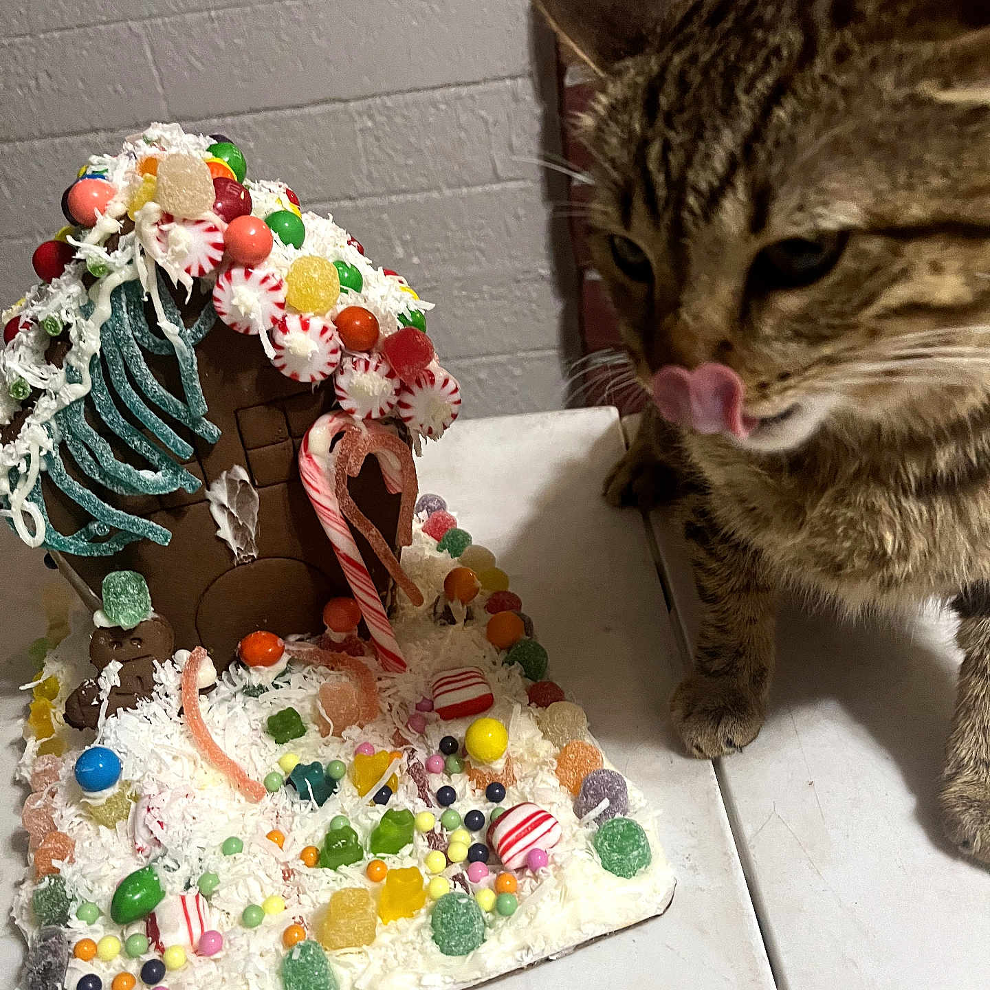 Lilly is registered to the contest to win money with this photo: candy, cat, closeup, colorful, curious, decorations, feline, festive, food, gingerbread_house, gumdrops, holiday, icing, indoor, peppermint, pet, playful, sweet, tabby_cat, table