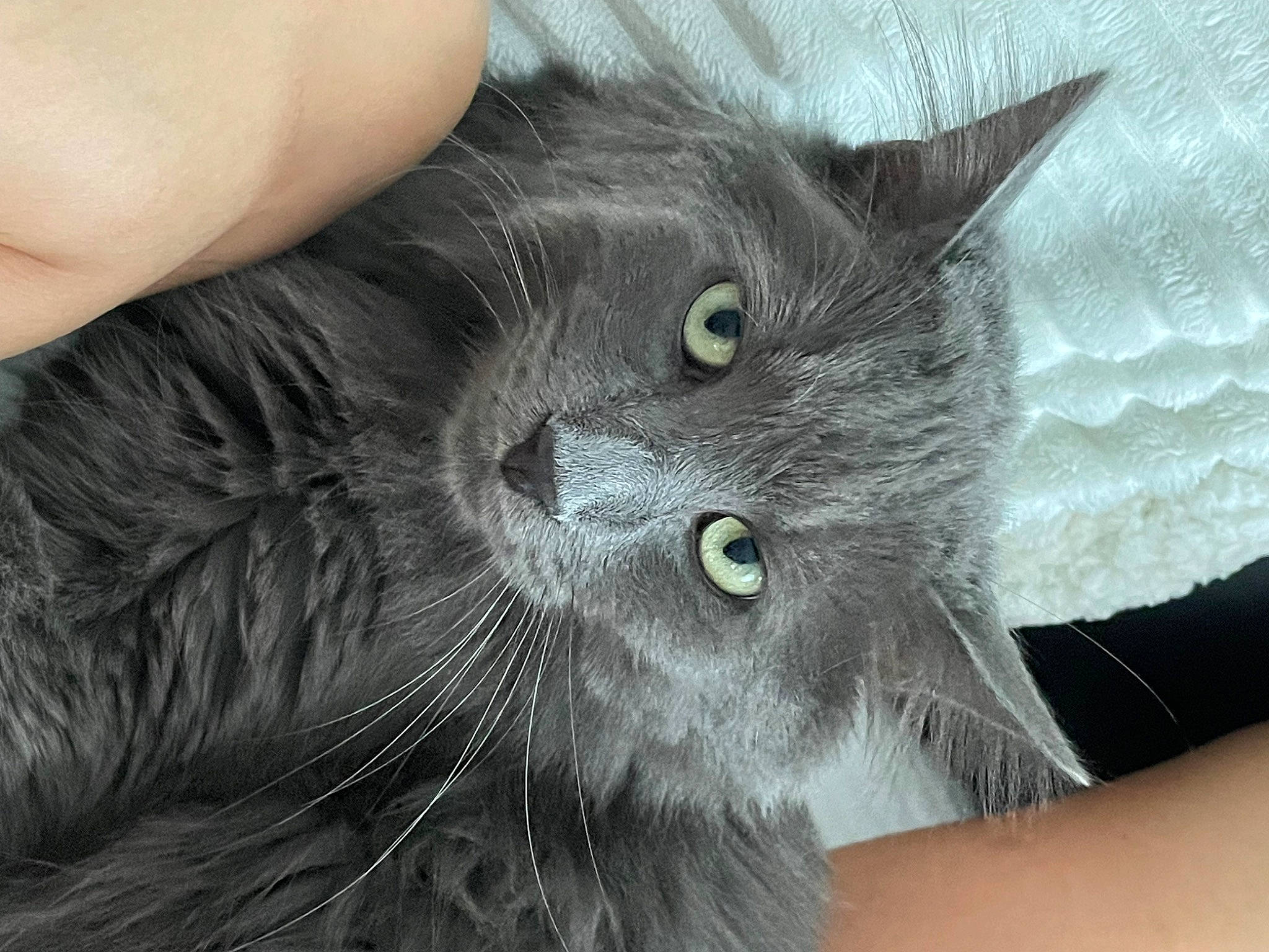 Ronflex participe au concours pour gagner de l'argent avec cette photo : carnivore, cat, claw, domestic_short_haired_cat, eye, felidae, fur, grey, russian_blue, small_to_medium_sized_cats, snout, terrestrial_animal, whiskers