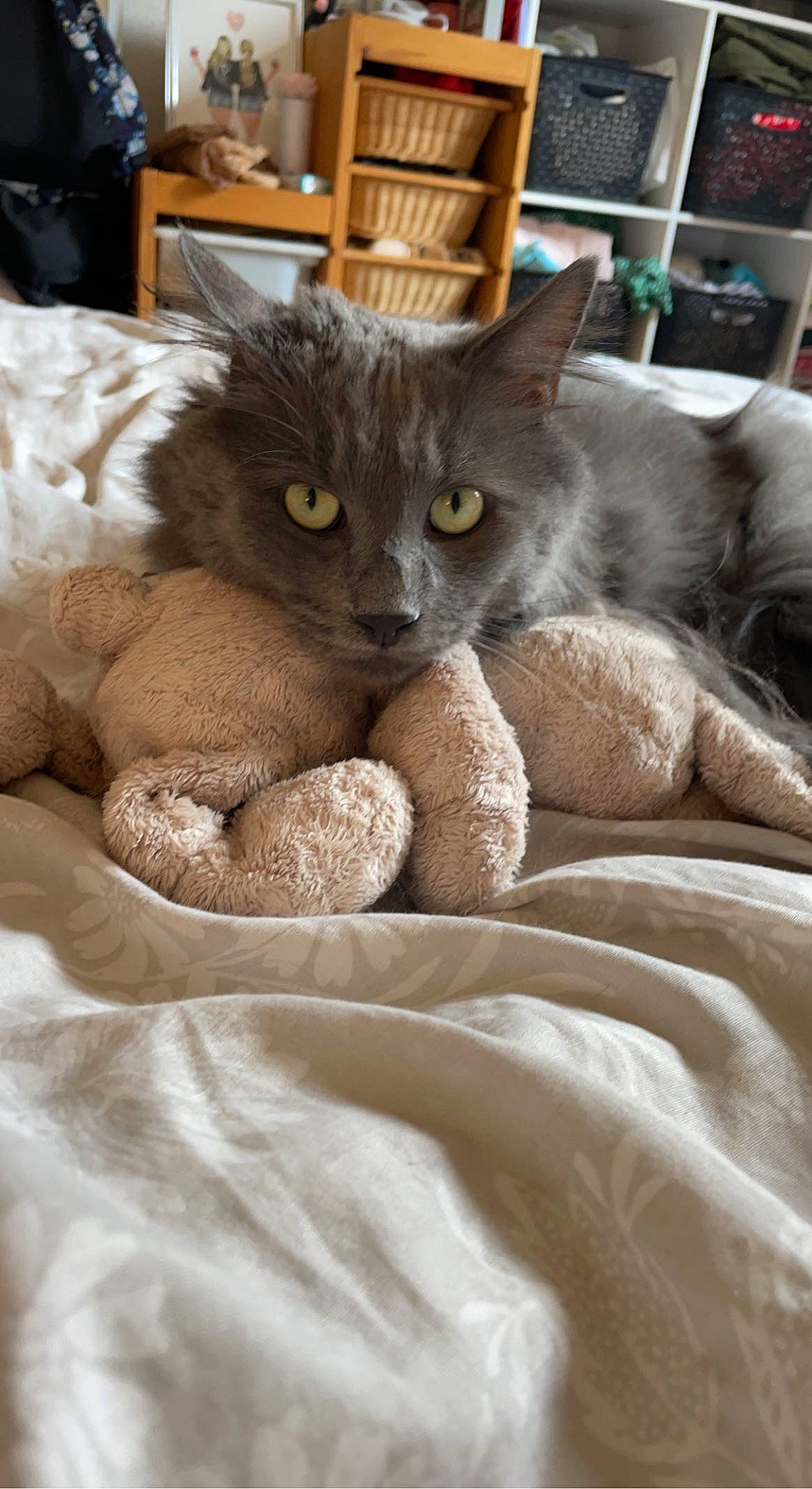 Ronflex participe au concours pour gagner de l'argent avec cette photo : black_cat, carnivore, cat, cat_bed, cat_supply, claw, comfort, domestic_short_haired_cat, fawn, felidae, fur, grey, linens, nap, paw, small_to_medium_sized_cats, snout, tail, whiskers, window