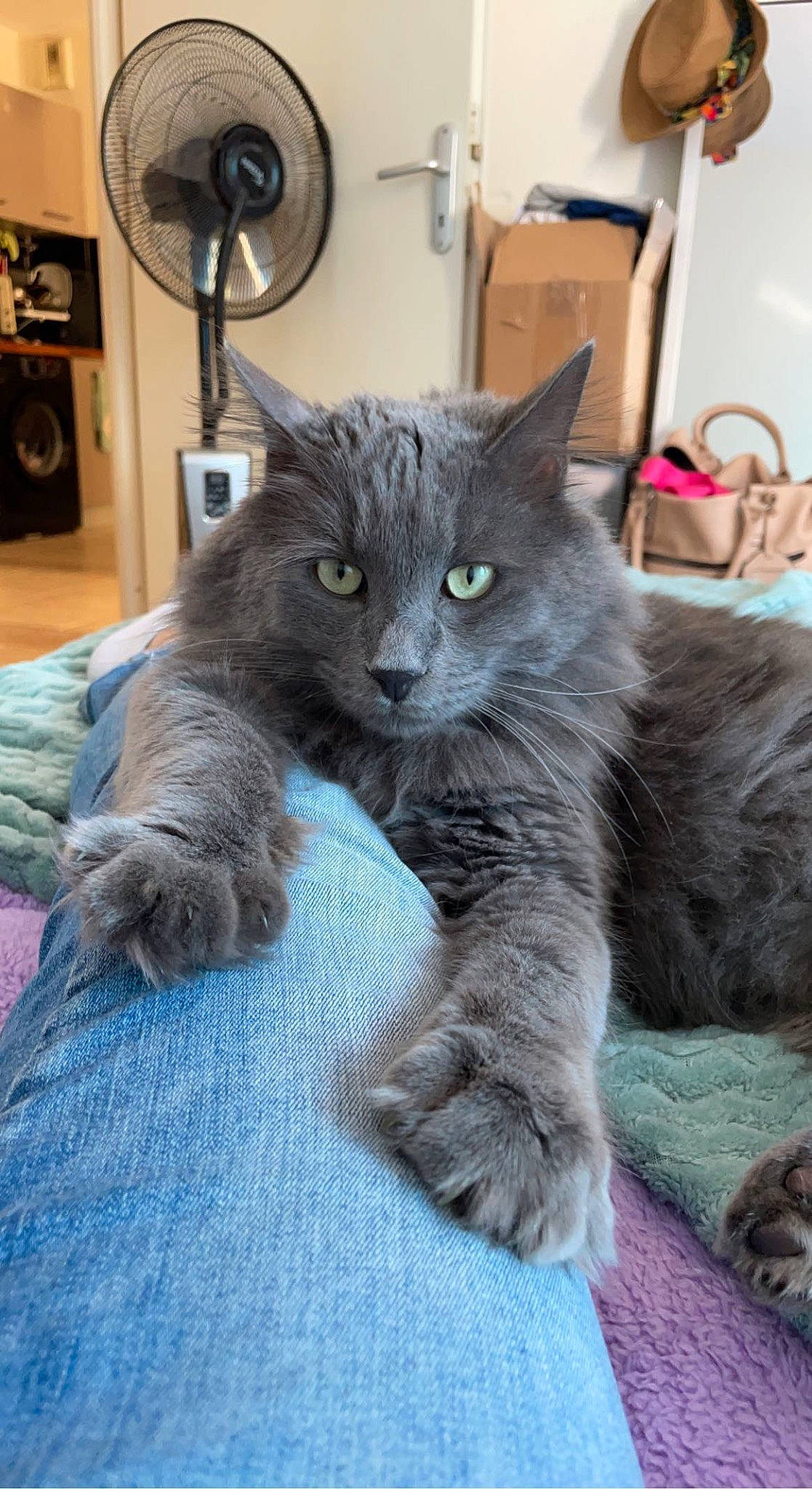 Ronflex participe au concours pour gagner de l'argent avec cette photo : black_cat, carnivore, cat, claw, comfort, domestic_short_haired_cat, felidae, fur, grey, loudspeaker, paw, sitting, small_to_medium_sized_cats, snout, studio_monitor, subwoofer, tail, terrestrial_animal, whiskers