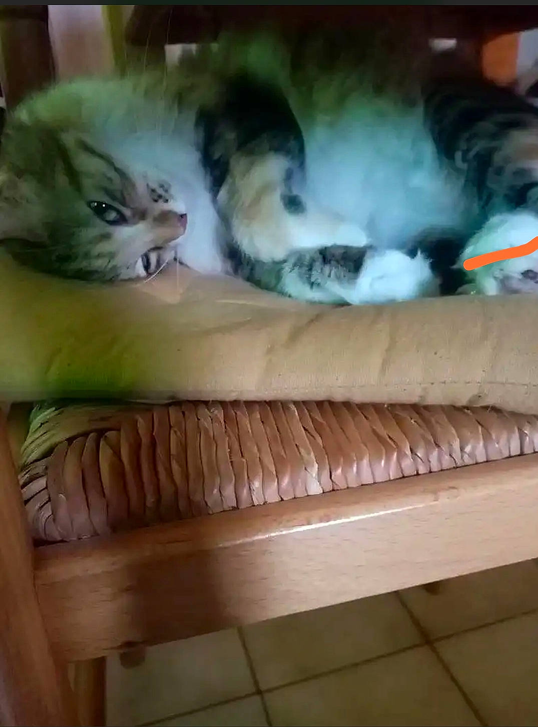 Bella participe au concours pour gagner de l'argent avec cette photo : carnivore, cat, cat_bed, cat_supply, chair, comfort, companion_dog, couch, domestic_short_haired_cat, fawn, felidae, fur, hardwood, pet_supply, room, small_to_medium_sized_cats, table, tail, whiskers, wood