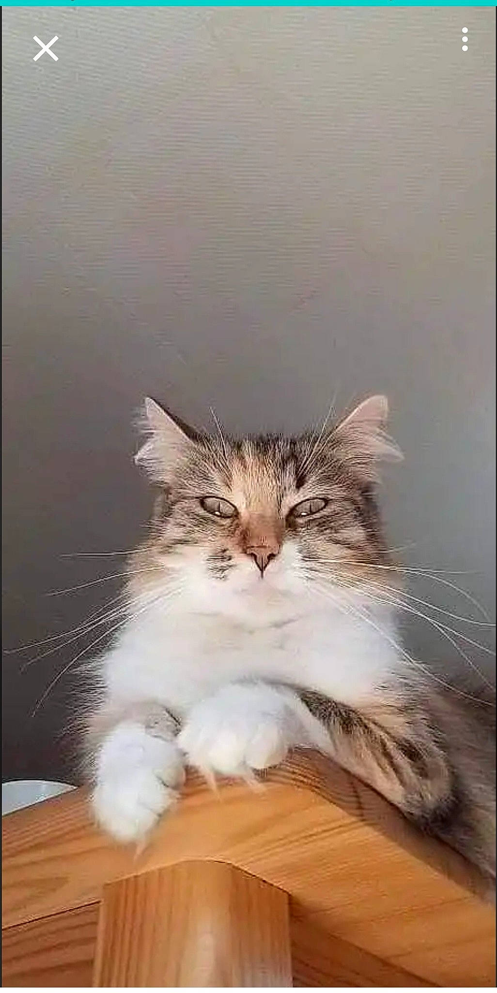 Bella a rejoint le concours — aidez-le/la à gagner de superbes lots ! carnivore, cat, comfort, felidae, flooring, fur, hardwood, paw, small_to_medium_sized_cats, terrestrial_animal, whiskers, wood