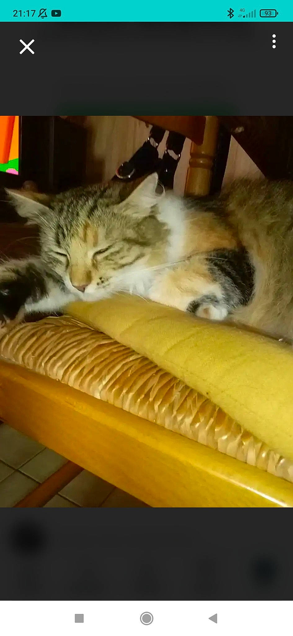 Bella a rejoint le concours — aidez-le/la à gagner de superbes lots ! carnivore, cat, cat_supply, comfort, companion_dog, couch, domestic_short_haired_cat, fawn, felidae, fur, mammal, paw, pet_supply, rectangle, room, small_to_medium_sized_cats, tail, whiskers, wildlife, wood