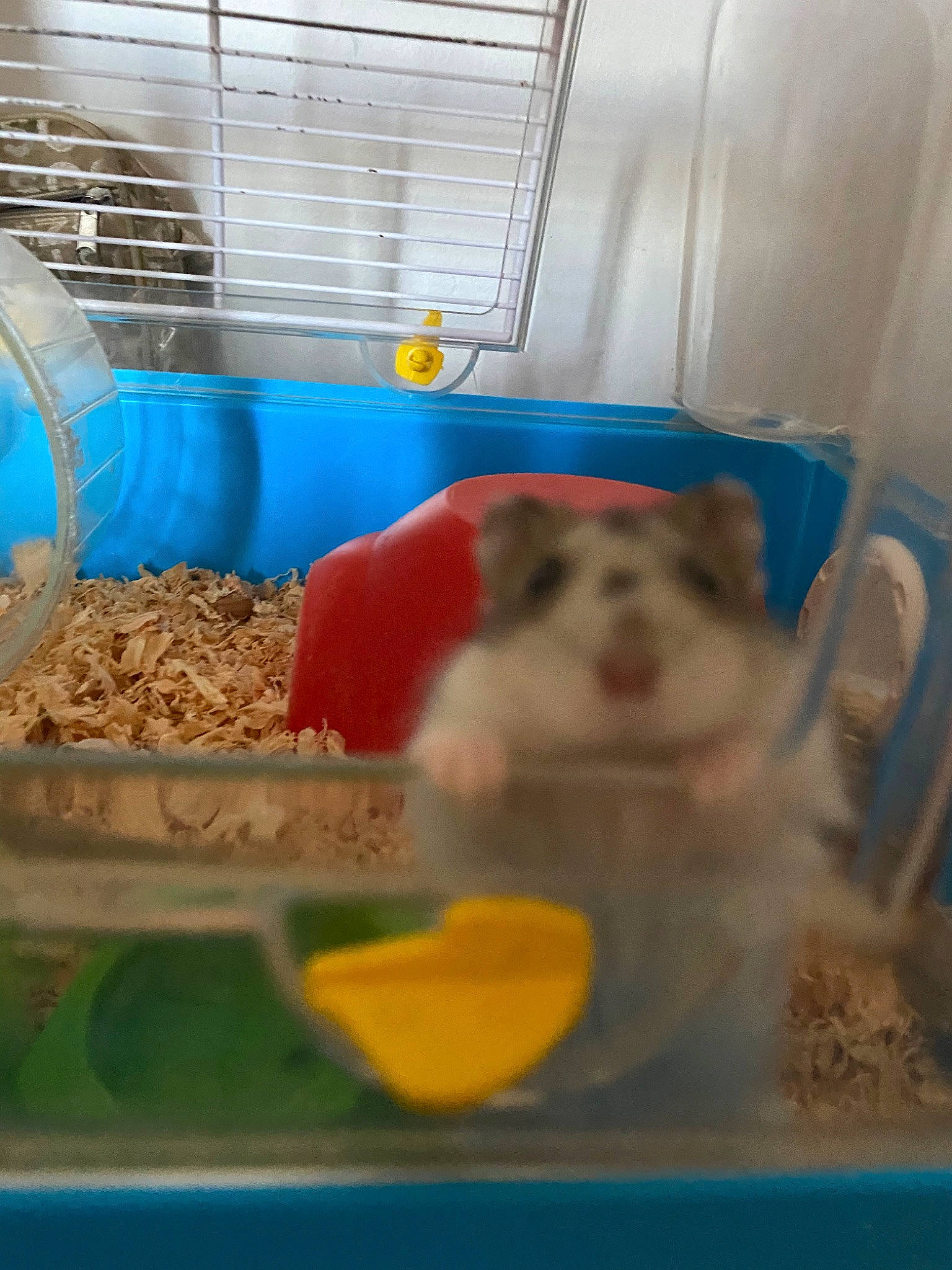 Hamster participe au concours pour gagner de l'argent avec cette photo : animal_feed, animal_shelter, cage, chinchilla, degu, fawn, gerbil, guinea_pig, hamster, muroidea, pet_food, pet_supply, rodent