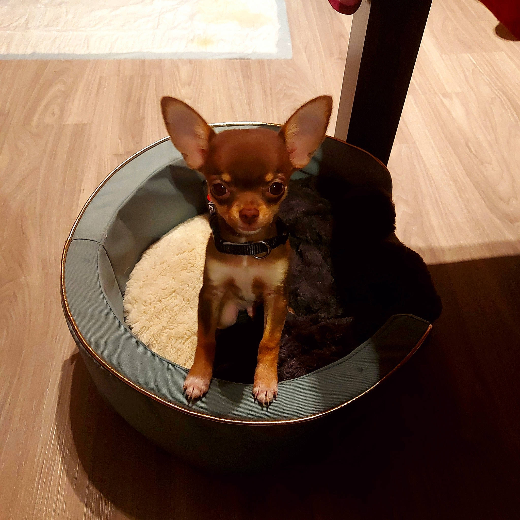 Boss participe au concours pour gagner de l'argent avec cette photo : canidae, carnivore, chihuahua, companion_dog, dog, dog_breed, ear, english_toy_terrier, fawn, german_pinscher, mammal, miniature_pinscher, prazsky_krysarik, puppy, russkiy_toy, skin, snout, sporting_group, toy_dog, vertebrate