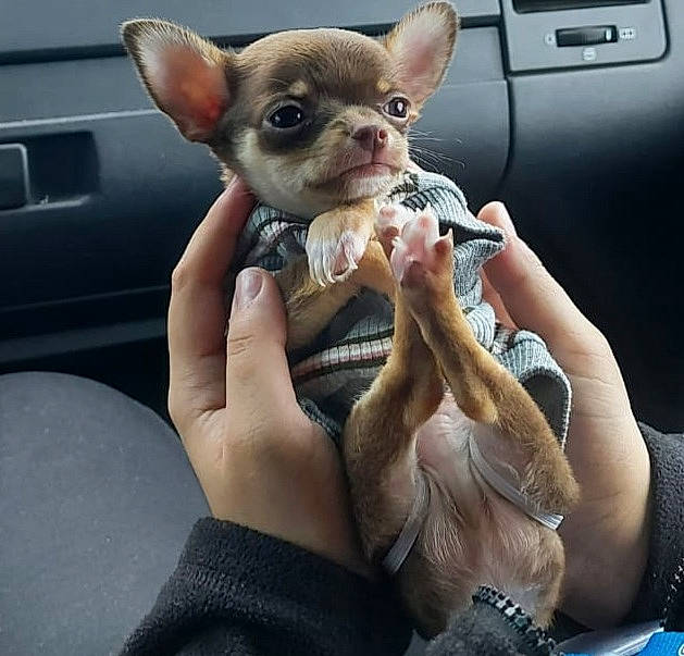 Boss a rejoint le concours — aidez-le/la à gagner de superbes lots ! canidae, carnivore, chihuahua, companion_dog, dog, dog_breed, ear, fawn, french_bulldog, hand, mammal, puppy, russkiy_toy, snout, toy_dog, vertebrate