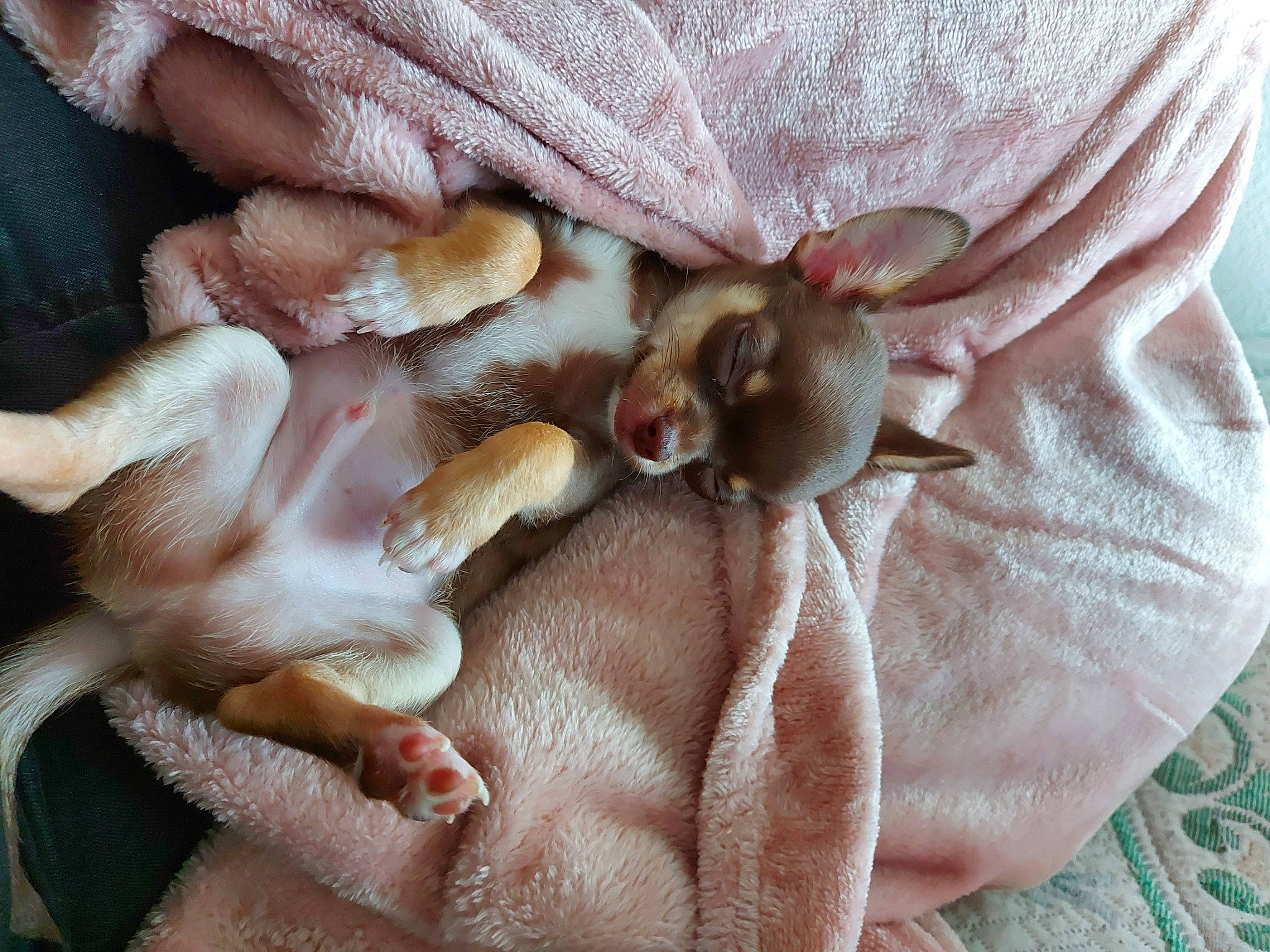 Boss a rejoint le concours — aidez-le/la à gagner de superbes lots ! canidae, carnivore, fawn