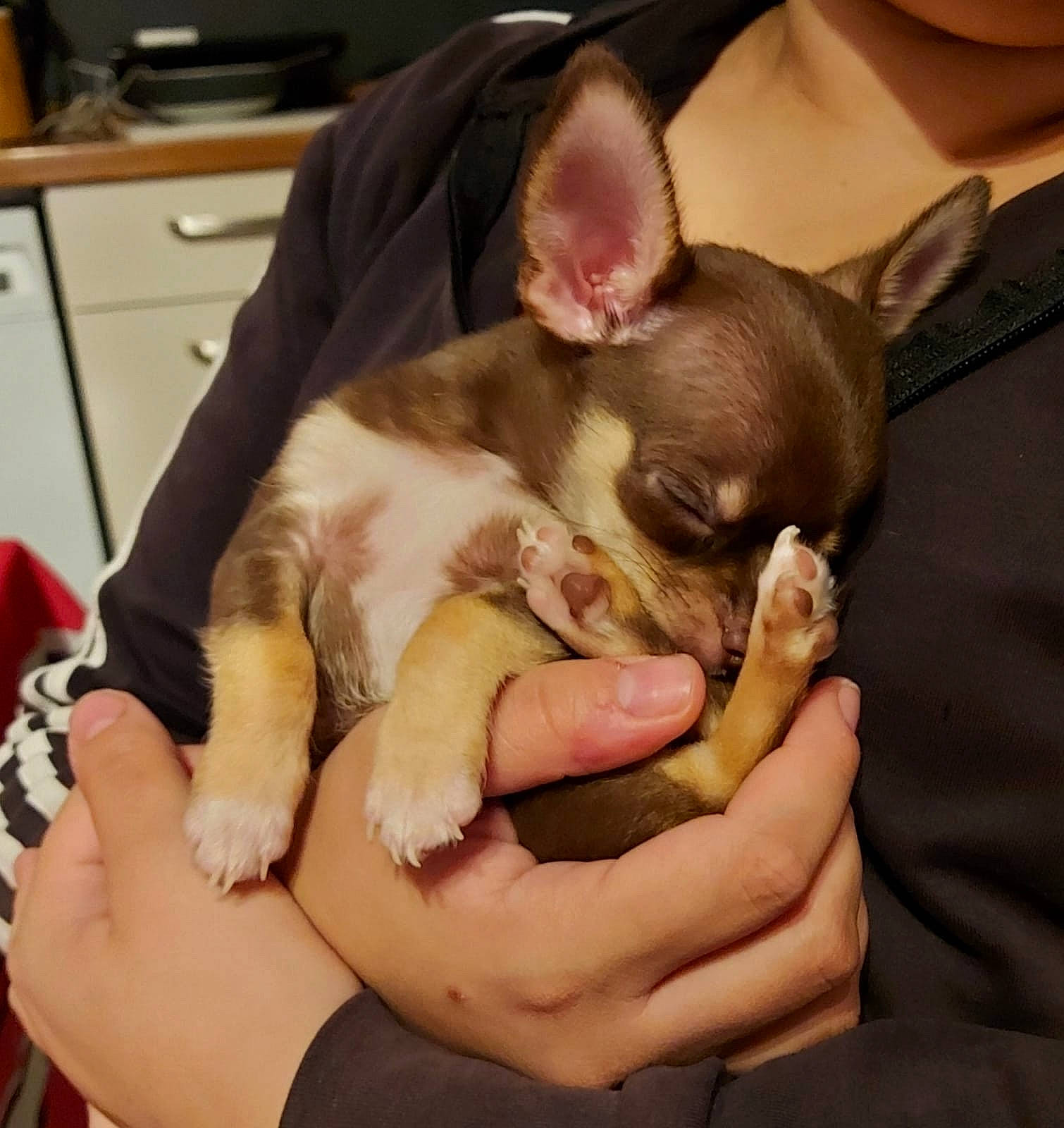 Boss participe au concours pour gagner de l'argent avec cette photo : canidae, carnivore, chihuahua, companion_dog, dog, dog_breed, ear, fawn, mammal, non_sporting_group, paw, puppy, puppy_love, russkiy_toy, snout, toy_dog, vertebrate