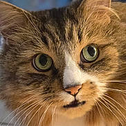 Beatle is registered to the contest to win money with this photo: alert, animal, cat, close_up, curious, cute, ears, face, feline, fluffy_fur, furry, green_eyes, indoor, muzzle, nose, pet, portrait, soft_light, tabby, whiskers
