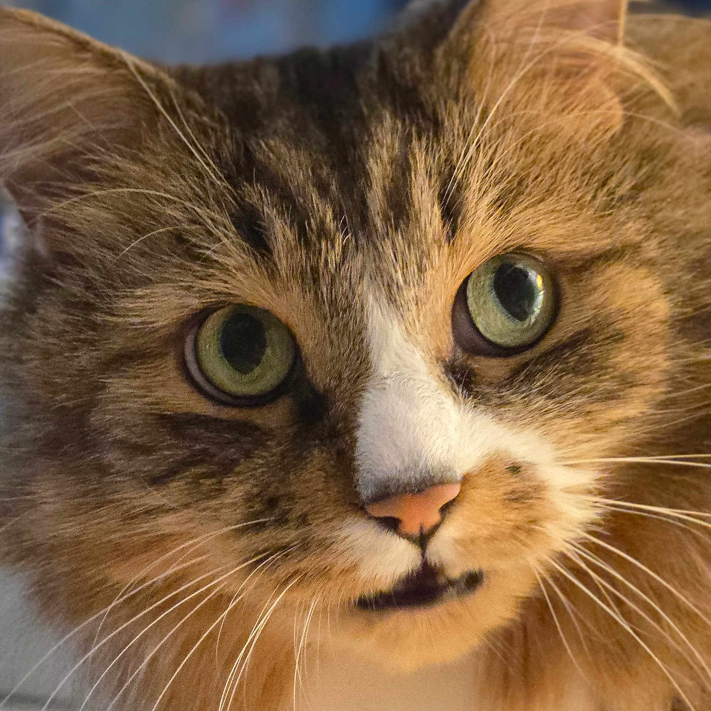 Beatle is registered to the contest to win money with this photo: alert, animal, cat, close_up, curious, cute, ears, face, feline, fluffy_fur, furry, green_eyes, indoor, muzzle, nose, pet, portrait, soft_light, tabby, whiskers