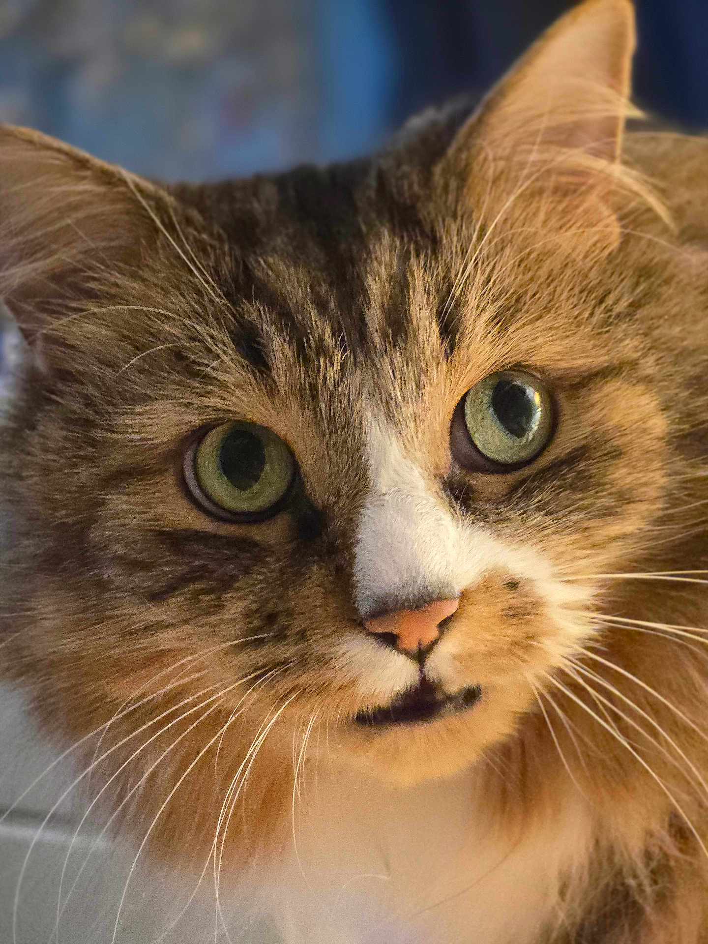 Beatle is registered to the contest to win money with this photo: alert, animal, cat, close_up, curious, cute, ears, face, feline, fluffy_fur, furry, green_eyes, indoor, muzzle, nose, pet, portrait, soft_light, tabby, whiskers