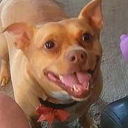 Puk A Do joined the competition — help win amazing prizes! ancient_dog_breeds, canidae, carnivore, close_up, companion_dog, dog, dog_breed, ear, fawn, fur, jaw, liver, non_sporting_group, smile, snout, sporting_group, toy_dog, vertebrate, whiskers, working_animal