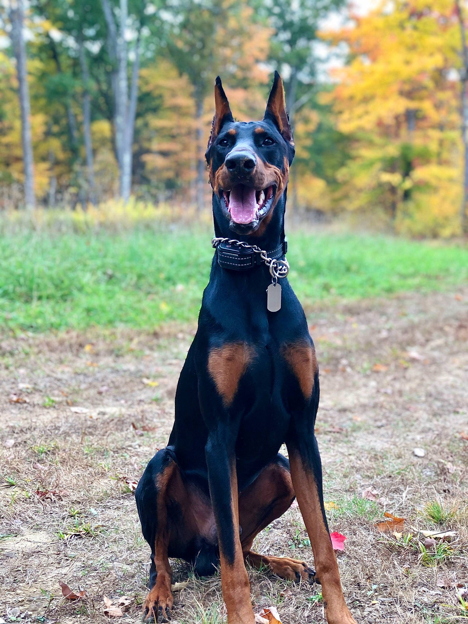 Zeke joined the competition — help win amazing prizes! canidae, carnivore, collar, companion_dog, dobermann, dog, dog_breed, dog_collar, dog_supply, electric_blue, fawn, guard_dog, hunting_dog, plant, snout, sporting_group, terrestrial_animal, tree, working_animal, working_dog