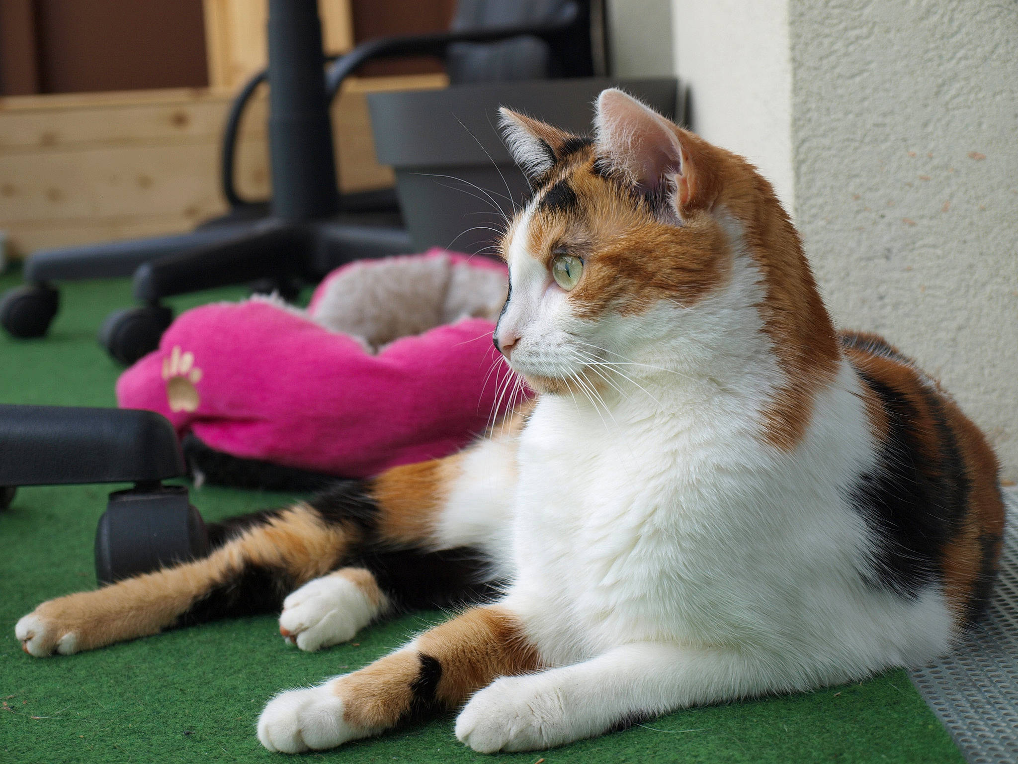 Nyx participe au concours pour gagner de l'argent avec cette photo : aegean_cat, american_wirehair, carnivore, cat, claw, domestic_short_haired_cat, european_shorthair, fawn, felidae, fur, kitten, mammal, paw, polydactyl_cat, sitting, small_to_medium_sized_cats, tail, whiskers