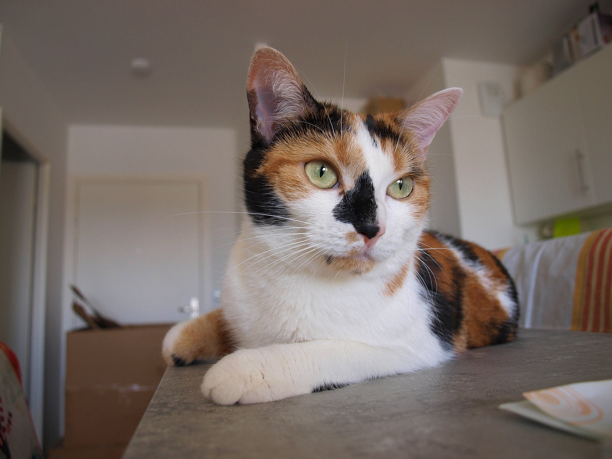 Nyx participe au concours pour gagner de l'argent avec cette photo : aegean_cat, american_wirehair, asian, carnivore, cat, domestic_short_haired_cat, ear, european_shorthair, eye, fawn, felidae, fur, kitten, mammal, ojos_azules, polydactyl_cat, small_to_medium_sized_cats, snout, tabby_cat, whiskers