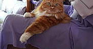 Scooter joined the competition — help win amazing prizes! armchair, blanket, cat, cozy, cushions, cute, domestic, feline, fluffy, home, interior, lamp, lavender, living_room, orange_tabby, pet, relaxed, stretching, whiskers, wooden_furniture