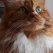 Scooter joined the competition — help win amazing prizes! adorable, animal, cat, close_up, curious, cute, domestic_cat, feline, fluffy, fur, green_eyes, indoor, long_hair, looking_up, mammal, orange_cat, pet, portrait, soft_light, whiskers