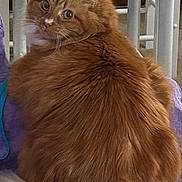 Scooter joined the competition — help win amazing prizes! cat, orange_cat, fluffy, looking_back, purple_blanket, chair, wooden_chair, woven_seat, indoor, pet, feline, curious, cozy, home, fur, tail, cardboard_tube, seated, animal, domestic
