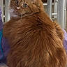 cat, orange_cat, fluffy, looking_back, purple_blanket, chair, wooden_chair, woven_seat, indoor, pet, feline, curious, cozy, home, fur, tail, cardboard_tube, seated, animal, domestic