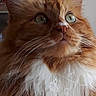 Scooter is registered to the contest to win money with this photo: animal, cat, close_up, curious, cute, domestic_cat, face, feline, fluffy_fur, green_eyes, indoor, long_hair, looking_up, mammal, orange_cat, pet, portrait, soft_light, whiskers, white_fur