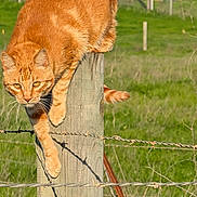 Peaches is registered to the contest to win money with this photo: cat, orange_tabby, fence_post, barbed_wire, green_field, outdoor, animal, farm, sunlight, wood, grass, nature, pet, whiskers, tail, ears, alert, daytime, rural, feline