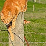 cat, orange_tabby, fence_post, barbed_wire, green_field, outdoor, animal, farm, sunlight, wood, grass, nature, pet, whiskers, tail, ears, alert, daytime, rural, feline
