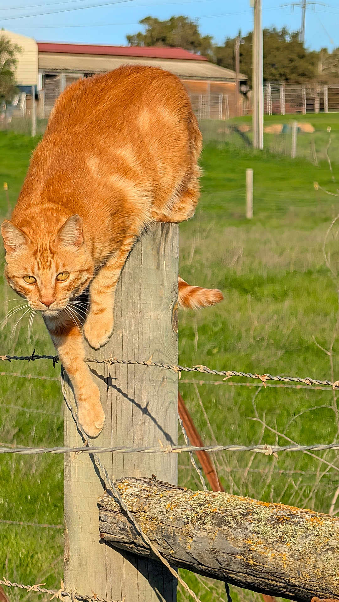 Peaches is registered to the contest to win money with this photo: cat, orange_tabby, fence_post, barbed_wire, green_field, outdoor, animal, farm, sunlight, wood, grass, nature, pet, whiskers, tail, ears, alert, daytime, rural, feline