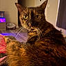 cat, tortoiseshell, indoor, pet, fur, whiskers, close_up, animal, curious, relaxed, living_room, cozy, home, feline, portrait, mammal, domestic, orange, brown, black