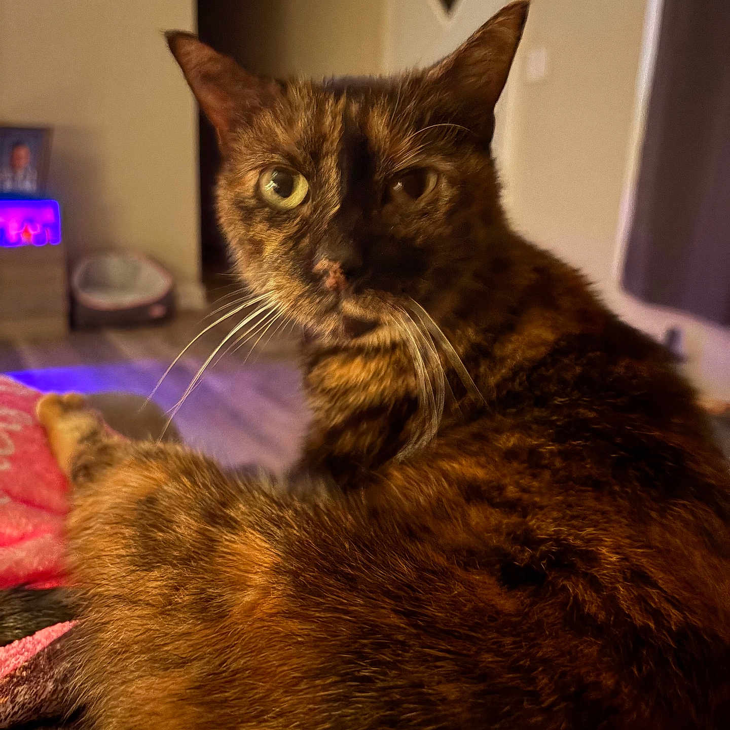 Katniss Pickles joined the competition — help win amazing prizes! cat, tortoiseshell, indoor, pet, fur, whiskers, close_up, animal, curious, relaxed, living_room, cozy, home, feline, portrait, mammal, domestic, orange, brown, black