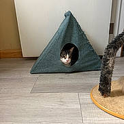 Toby joined the competition — help win amazing prizes! animal, cat, cat_house, door, face, floor, furniture, home, indoor, kitten, peeking, pet, play_area, portrait, scratching_post, sleepy, tabby, tent, whiskers, wooden_floor