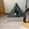 animal, cat, cat_house, door, face, floor, furniture, home, indoor, kitten, peeking, pet, play_area, portrait, scratching_post, sleepy, tabby, tent, whiskers, wooden_floor