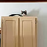Toby is registered to the contest to win money with this photo: animal, black_and_white, cabinet, cat, cream_colored, ears, feline, furniture, home, indoors, kitchen, looking_at_camera, lying_down, pet, portrait, sitting, wall, warm_lighting, whiskers, wood