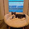 Toby is registered to the contest to win money with this photo: animal, balcony, bars, cat, chair, cityscape, collar, cushion, home, indoor, lounging, mountains, pet, portrait, relaxed, sitting, skyline, tabby, window, wood_floor