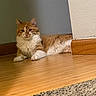 animal, baseboard, carpet, cat, doorway, feline, fluffy, hardwood_floor, indoors, long_hair, looking_at_camera, lying_down, orange_cat, pet, portrait, relaxed, wall, warm_lighting, whiskers, white_cat