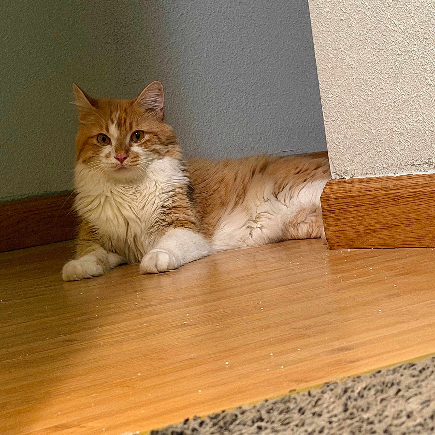Oliver