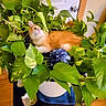 animal, blue_ornament, cat, door, fluffy, fur, greenery, home, houseplant, indoor, kitten, leaves, lying_down, orange_cat, pet, portrait, potted_plant, relaxed, white_cat, wooden_floor